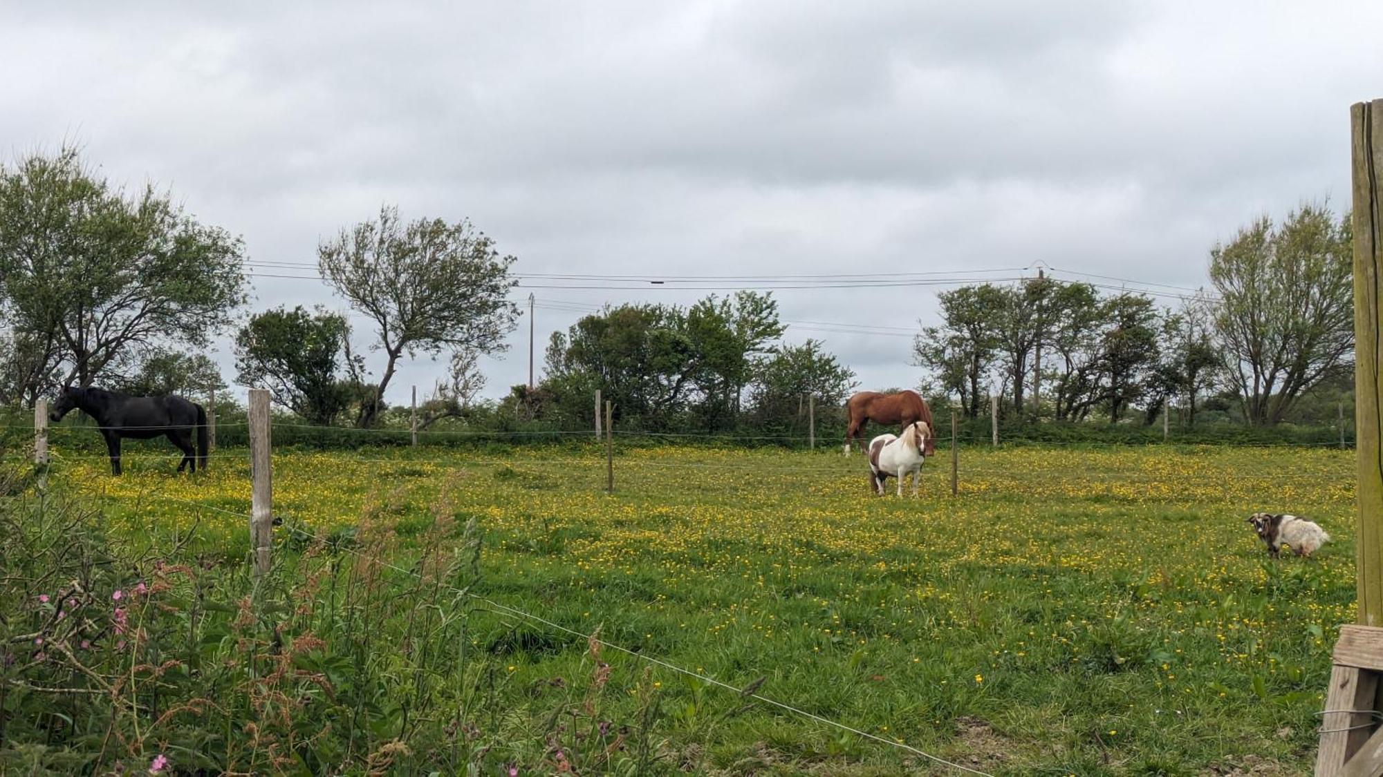 Сasa de vacaciones Penty Breton Cosy Plougonvelin
